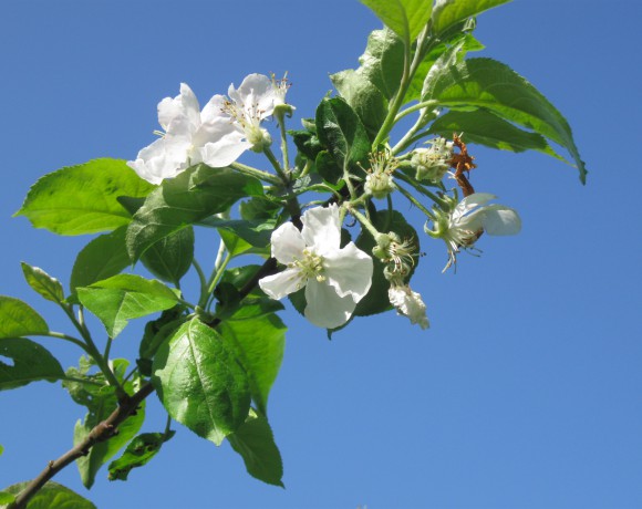  professioneller Obstbaumschnitt für eine volle Blüte